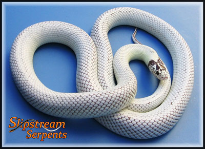 high white californiae