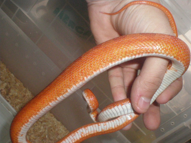 hipo bloodred dibujo 2.jpg