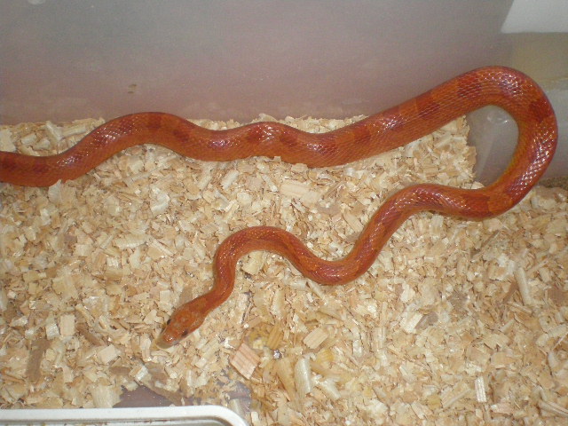 hipo bloodred hetero striped 3.jpg