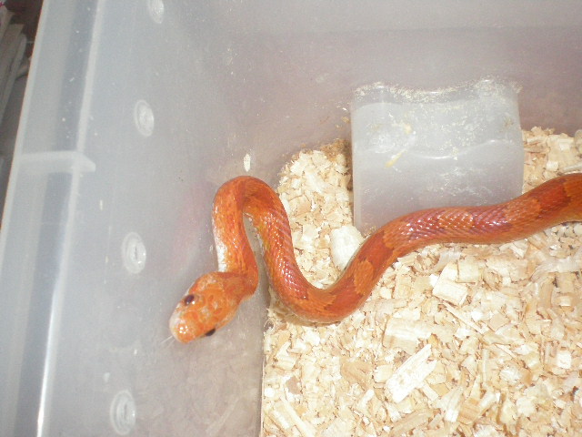 hipo bloodred hetero striped 5.jpg