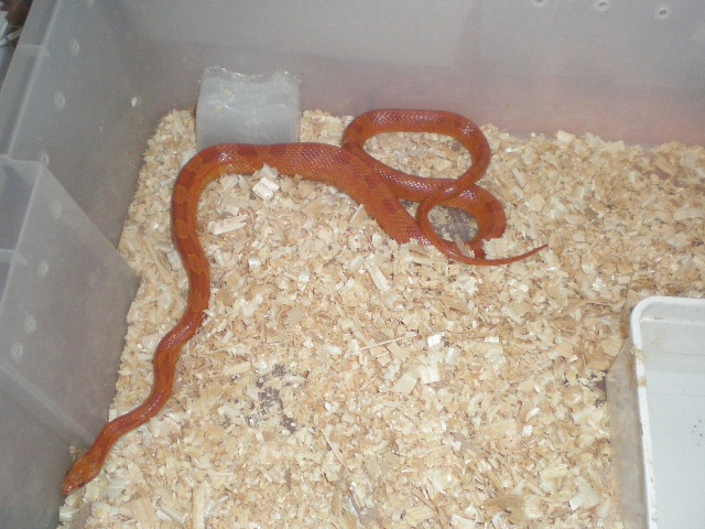 hipo bloodred hetero striped1.jpg