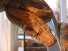 hogg island female cabeza2.JPG