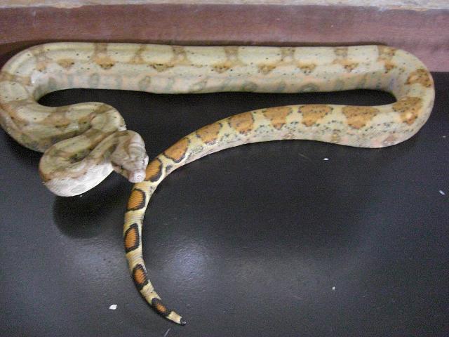 Hogg Island2 Male.JPG