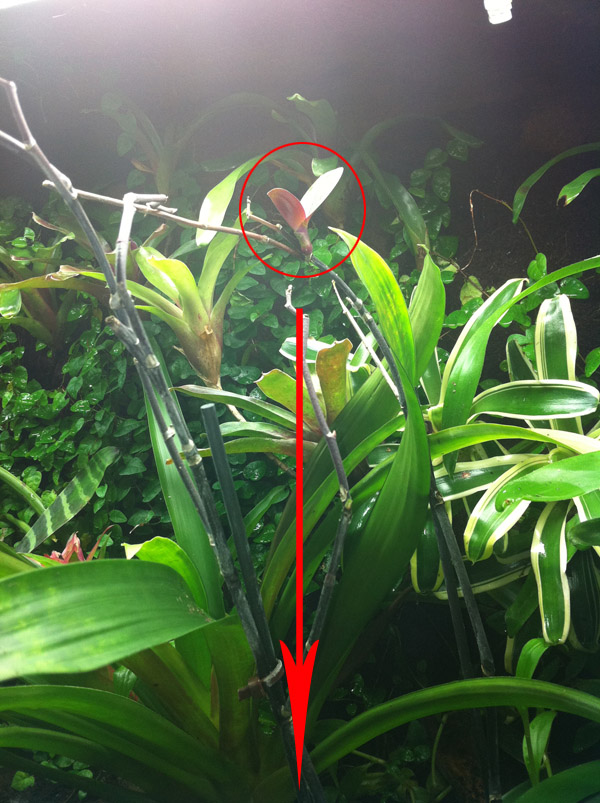 Hojas Orquidea detalle