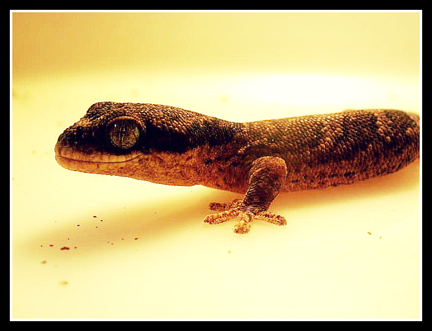 homopholis fasciata 2.jpg