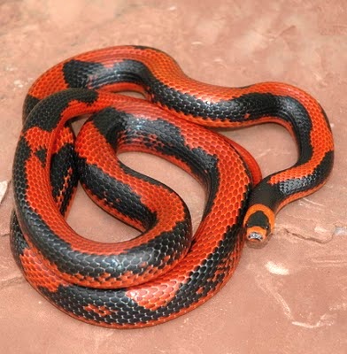 Hondurensis Aberrant