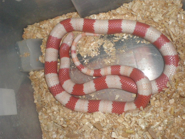 hondurensis alvina.jpg