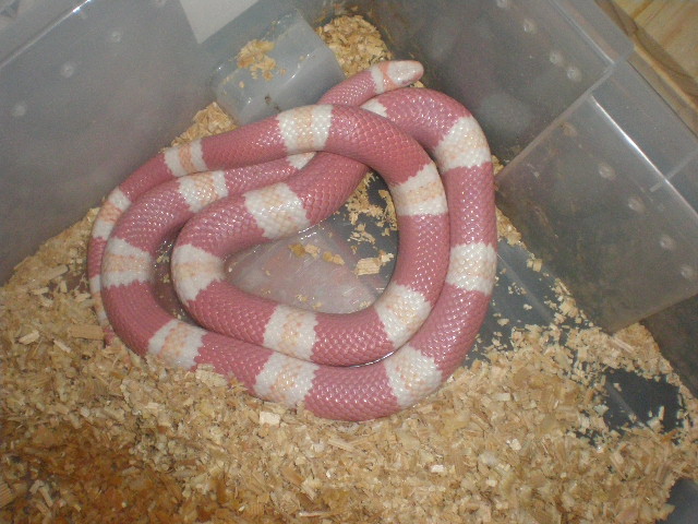 hondurensis alvina mudando.jpg