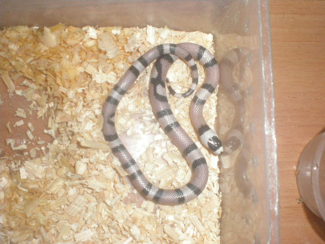 hondurensis anery.jpg