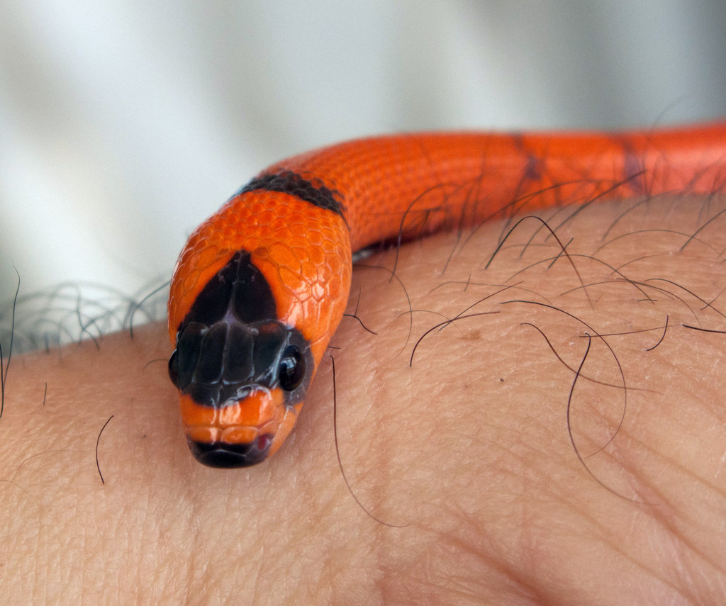 Hondurensis Extrem Hypo