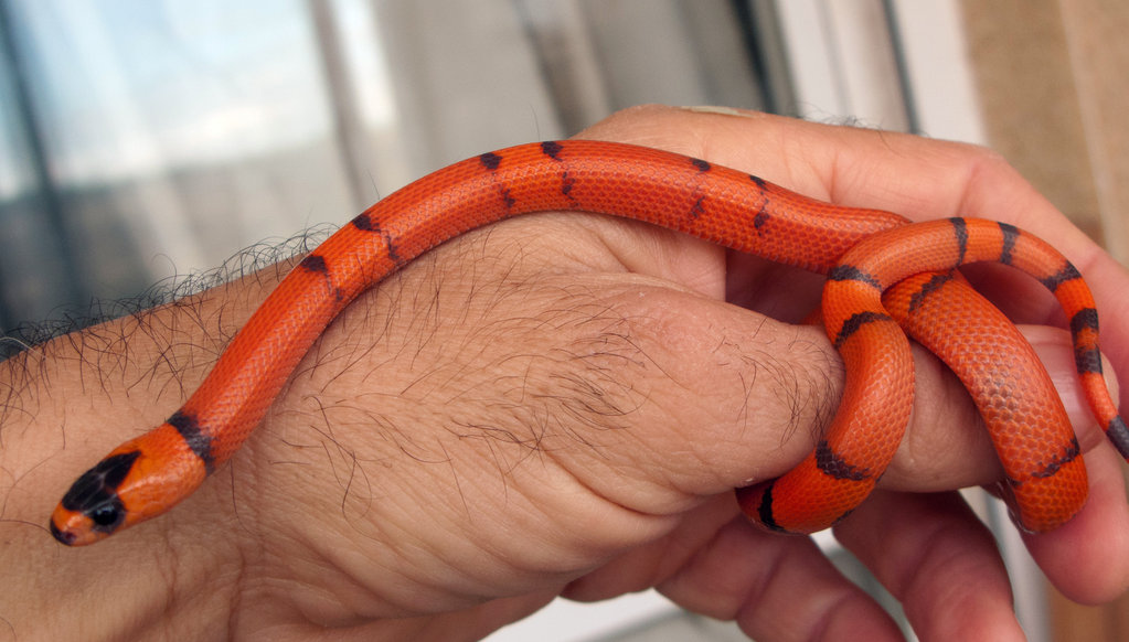 Hondurensis Extrem Hypo