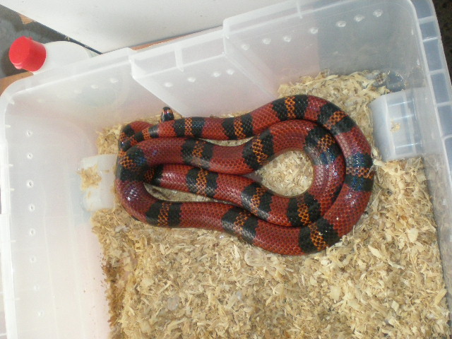 hondurensis hembra.jpg