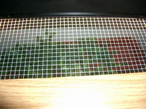 Hueco Sin Pantalla Terrario Superior 1.JPG