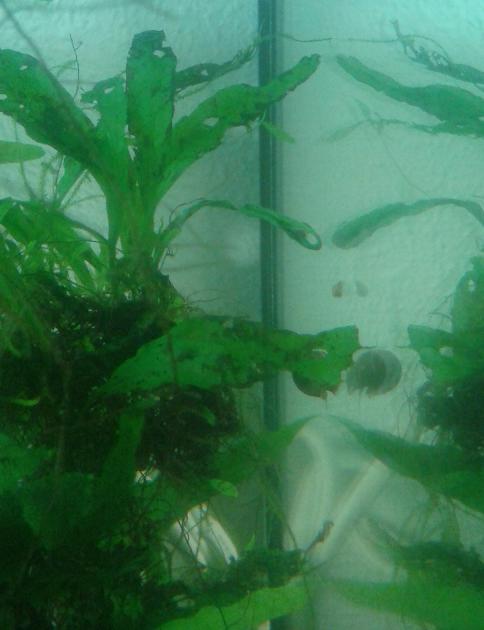 Huevo de H.orientalis