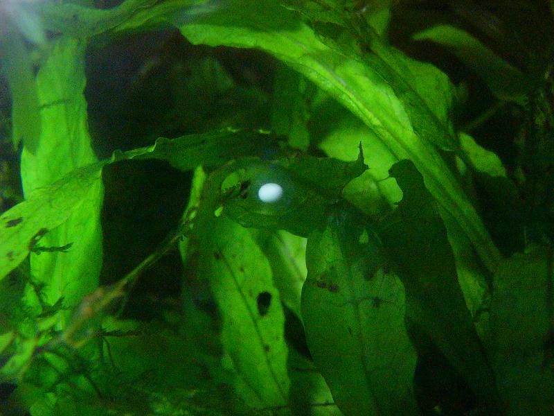 Huevo de T.dobrogicus