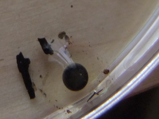 Huevo fértil azureus