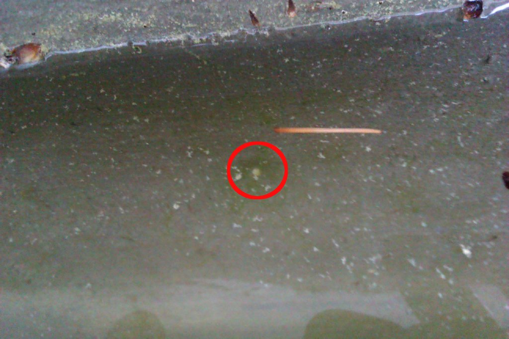 Huevo Ommatotriton ophryticus