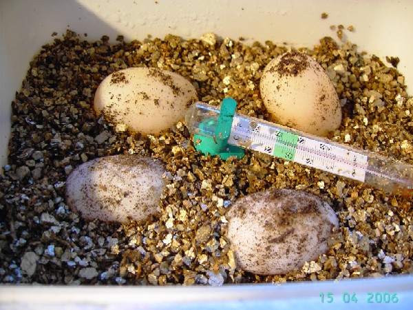 huevos de mi Rhinoclemmys pulcherrima manni 1.jpg