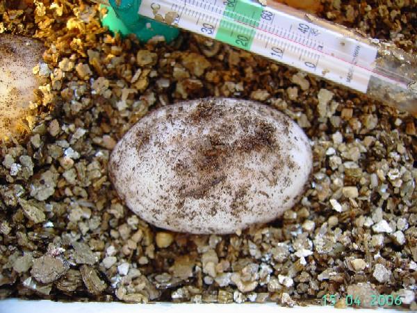 huevos de mi Rhinoclemmys pulcherrima manni 2.jpg