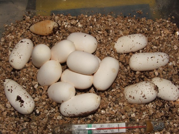 Huevos guttatus 1.jpg