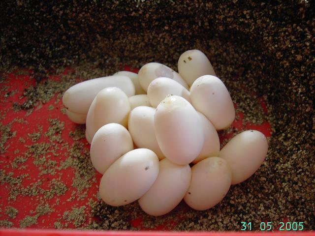 Huevos guttatus 1.JPG