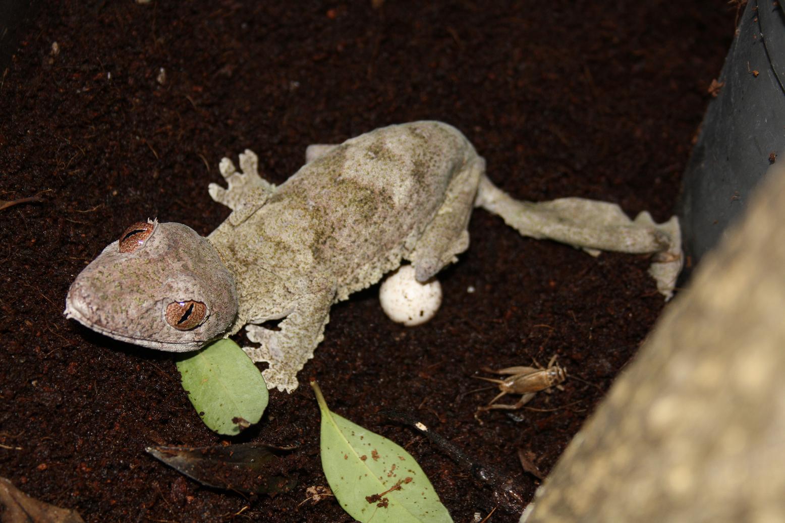 huevos henkeli 006red.JPG