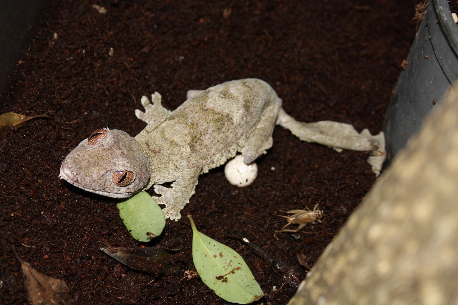 huevos henkeli 007red.JPG