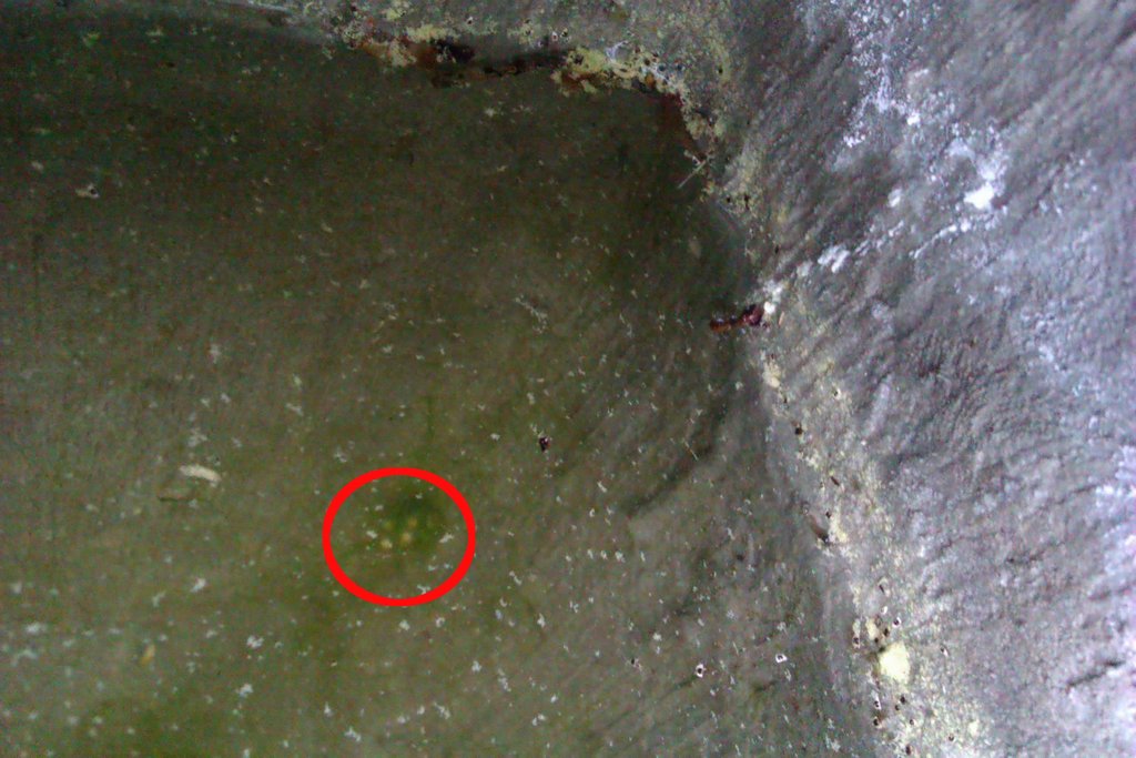 Huevos Ommatotriton ophryticus