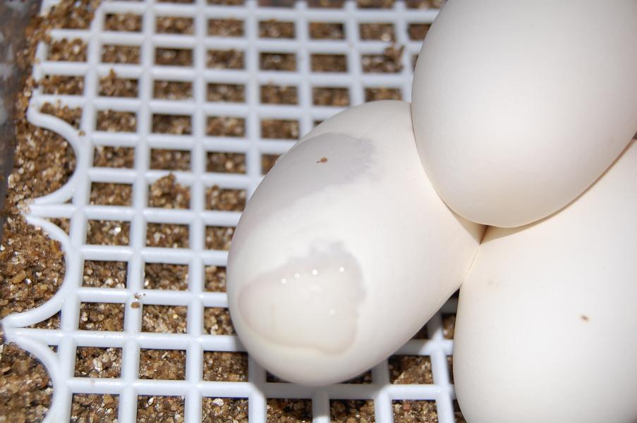 huevos regius raro.JPG