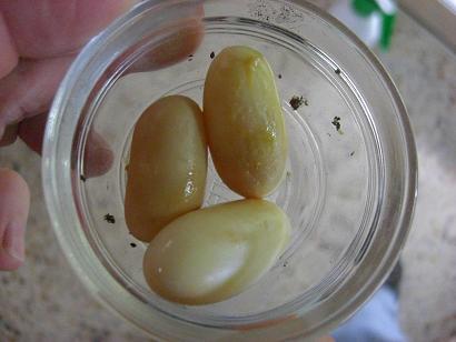 huevos retenidos.JPG