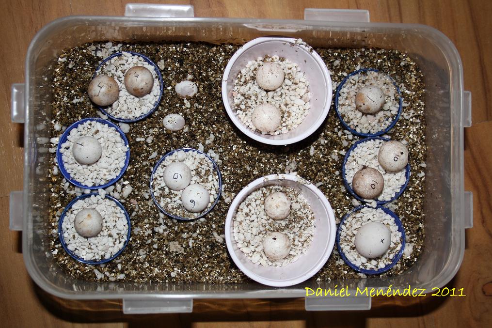 huevos Uroplatus.jpg