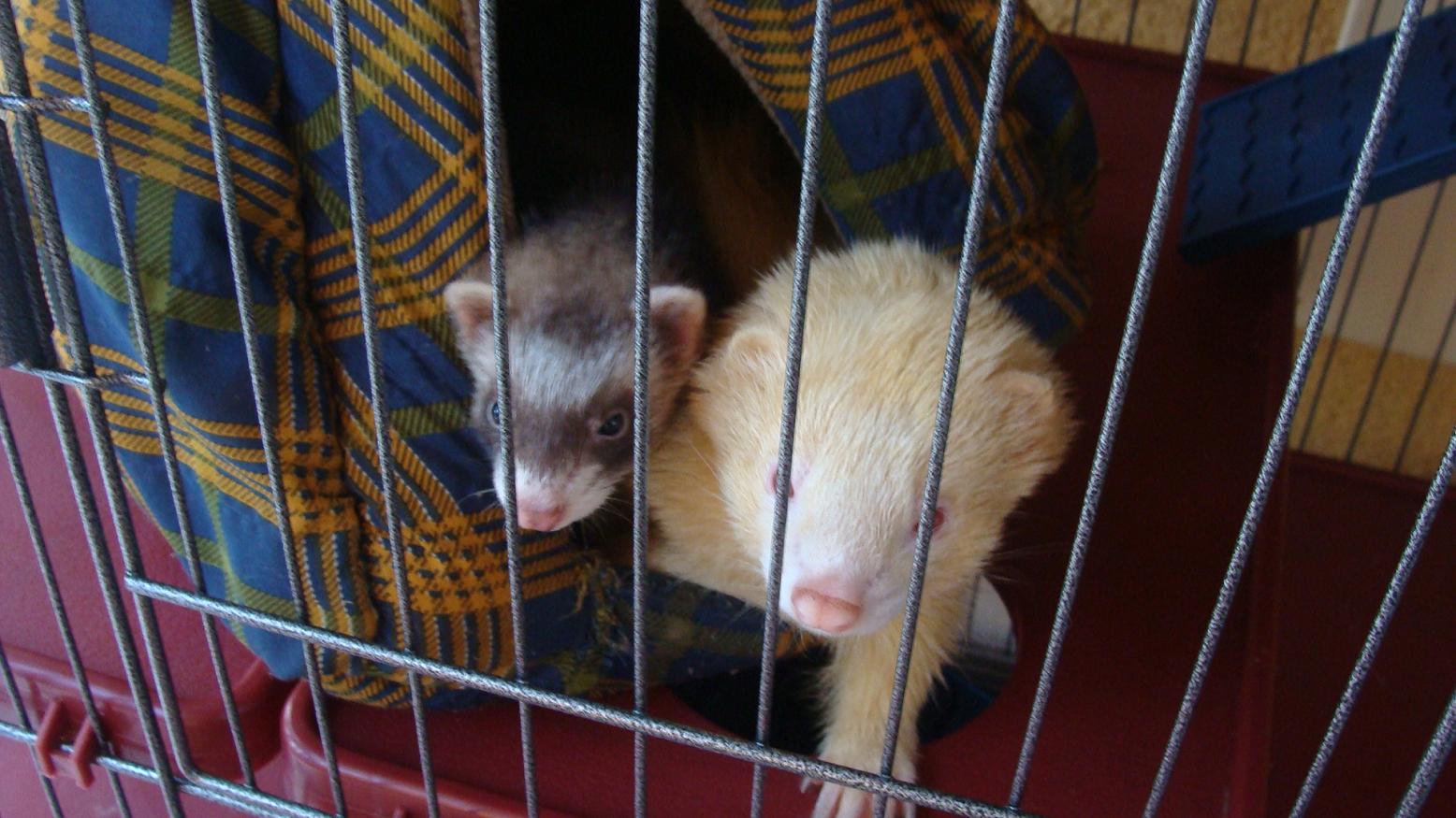 hurones.jpg