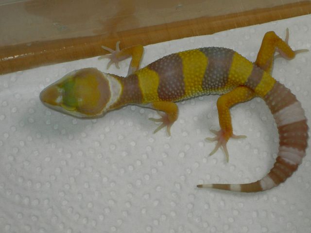 hybino [640x480].JPG