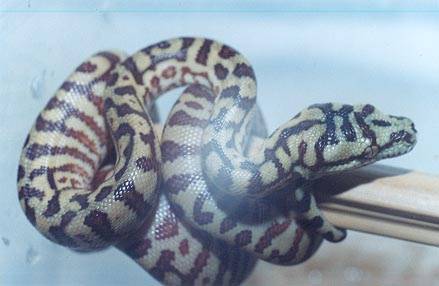 Hybrido M viridisXspilotta.jpg