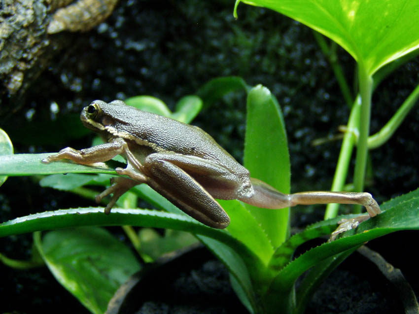 Hyla cinerea 8.jpg