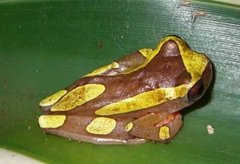 Hyla Leucophyllata02.JPG