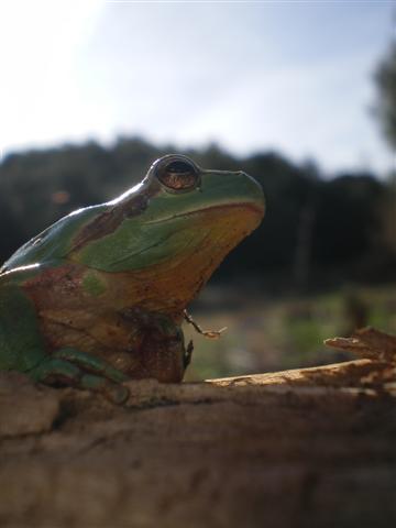 Hylia meridionalis 003 (Small).jpg