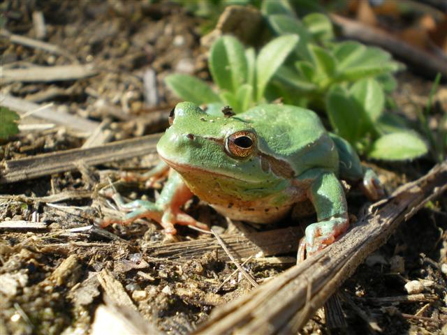 Hylia meridionalis 008 (Small).jpg