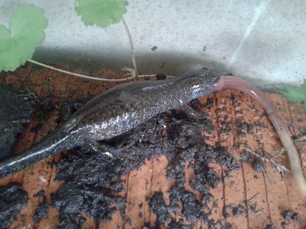 Hynobius dunni hembra