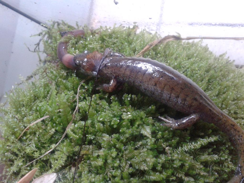 Hynobius dunni hembra