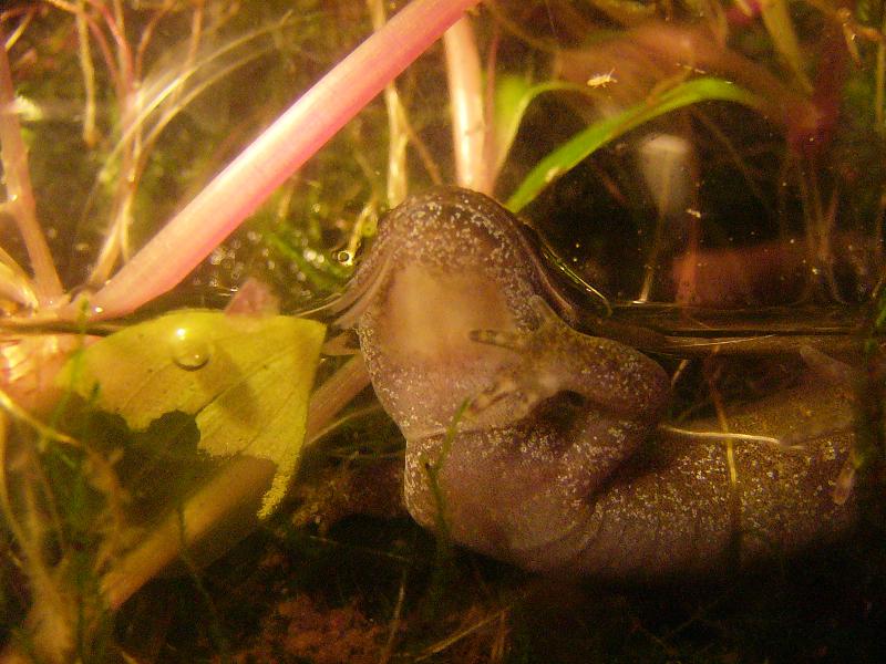 Hynobius dunni, macho.