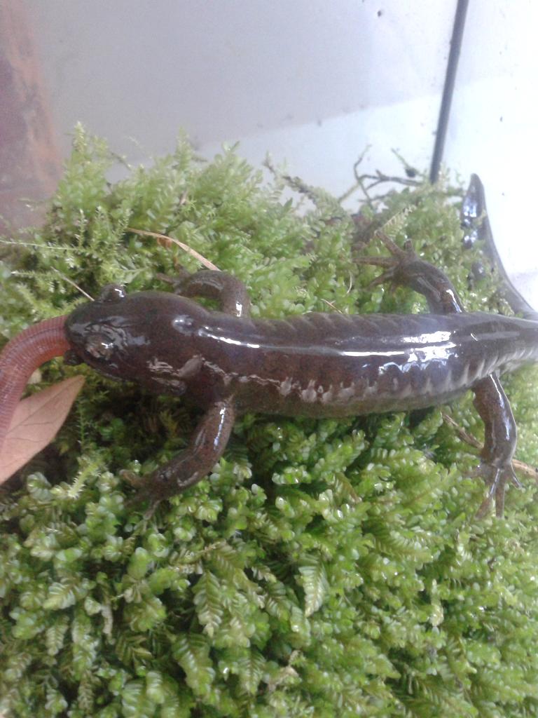 Hynobius dunni macho