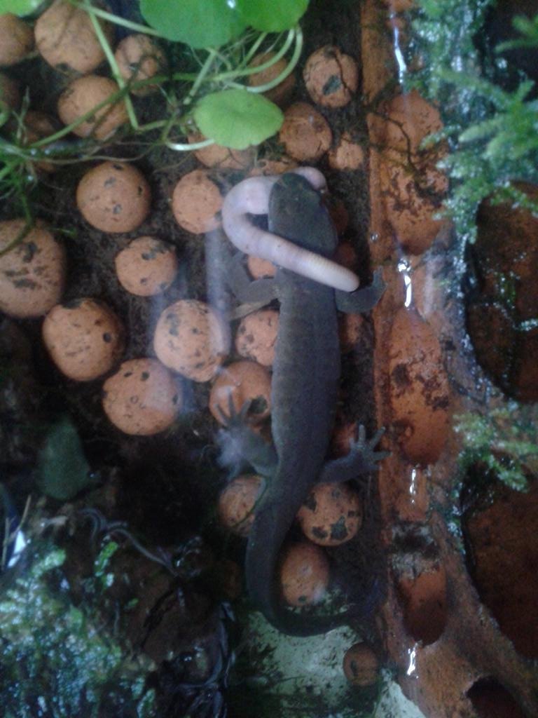 Hynobius dunni macho