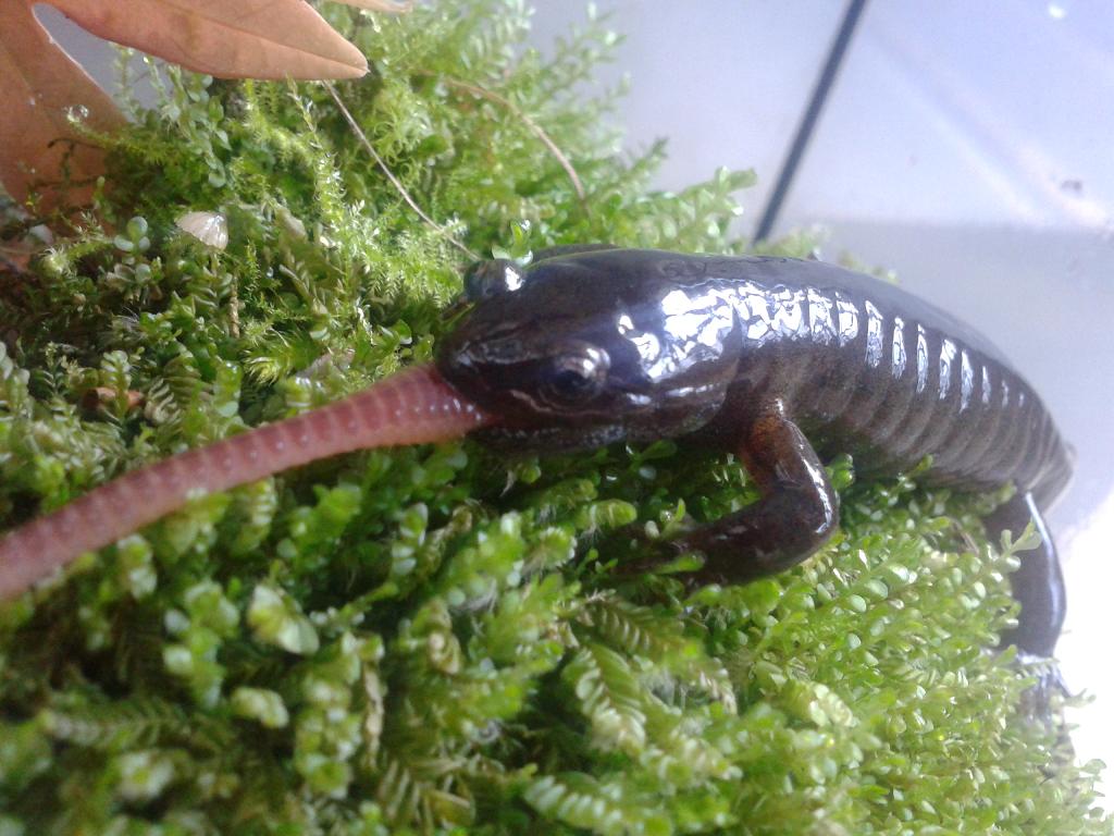 Hynobius dunni macho