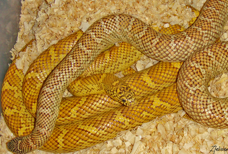 Hyper Xanthic Brooksi