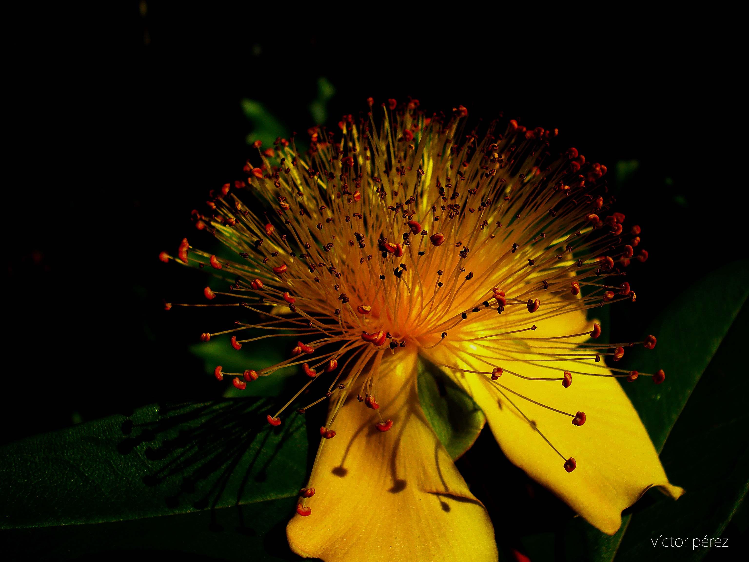 Hypericum calycinum.jpg