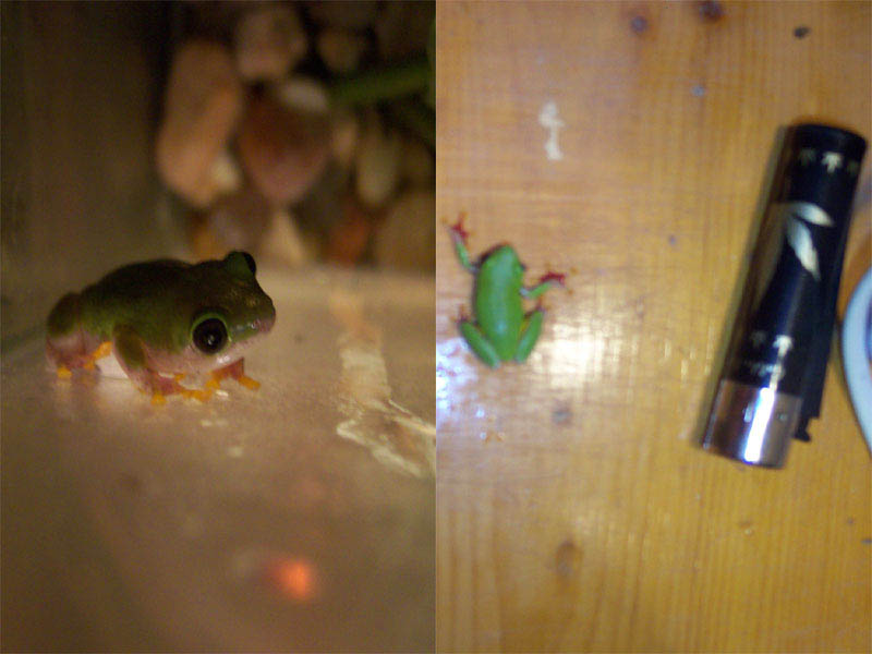 Hyperolius Furcisventris 2.jpg