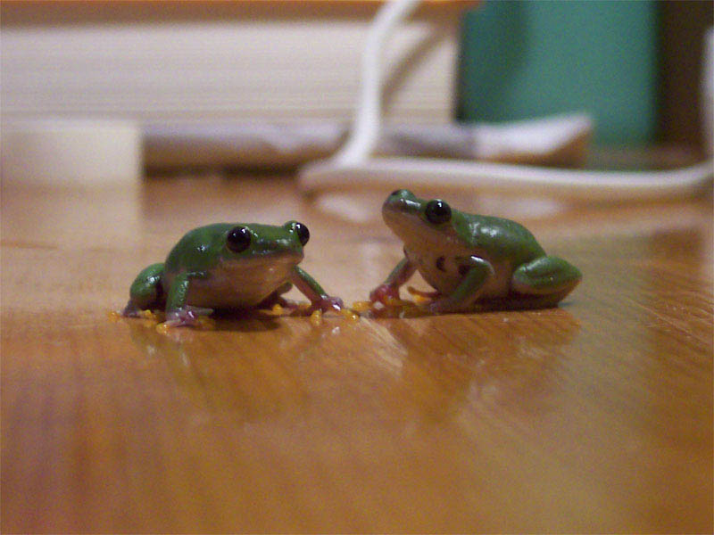 Hyperolius Furcisventris.jpg