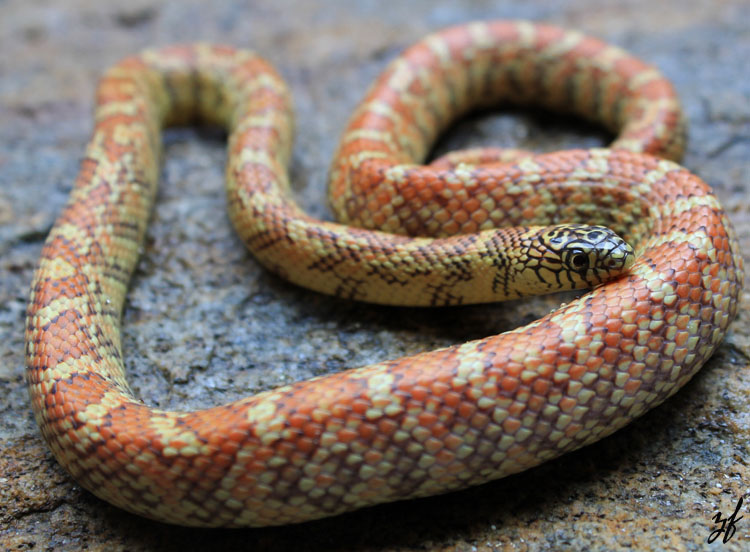 HyperXanthic "Hypo" brooksi