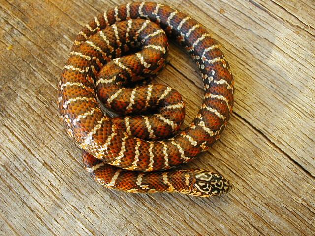 Hypo brooksi baby dark